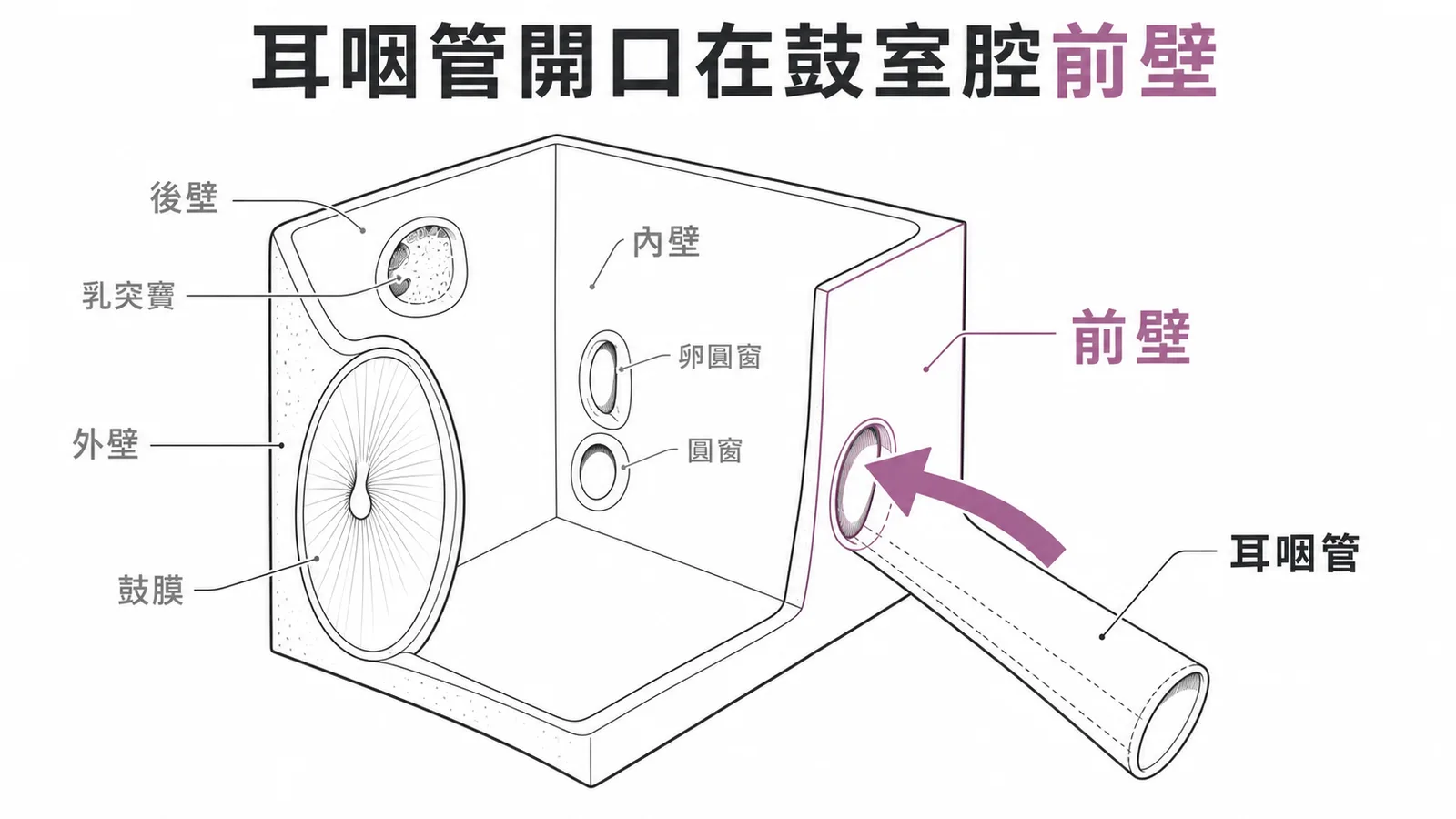 鼓室腔四壁結構：耳咽管開口位於前壁