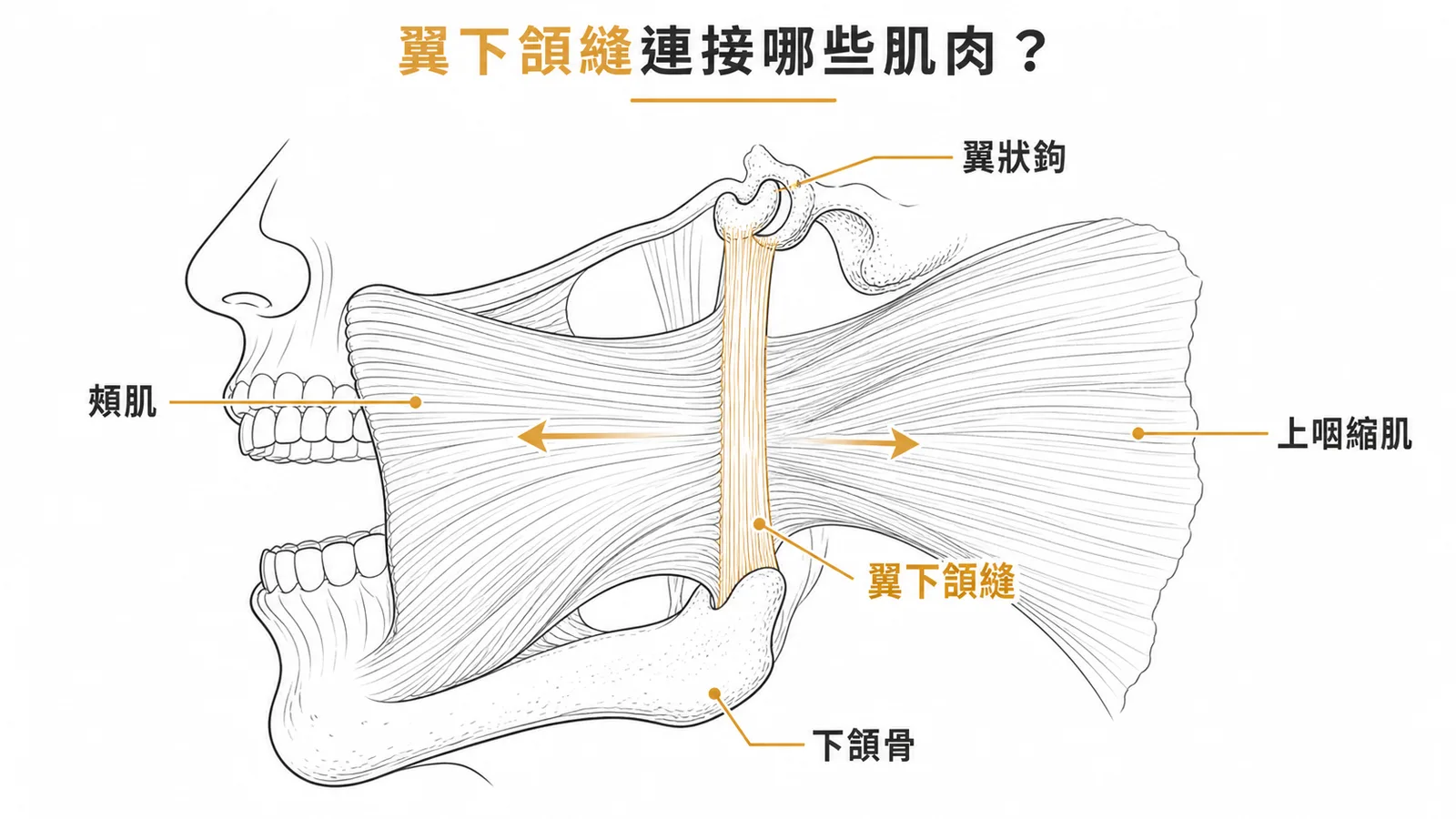 翼下頷縫作為頰肌與上咽縮肌共同起點的解剖示意