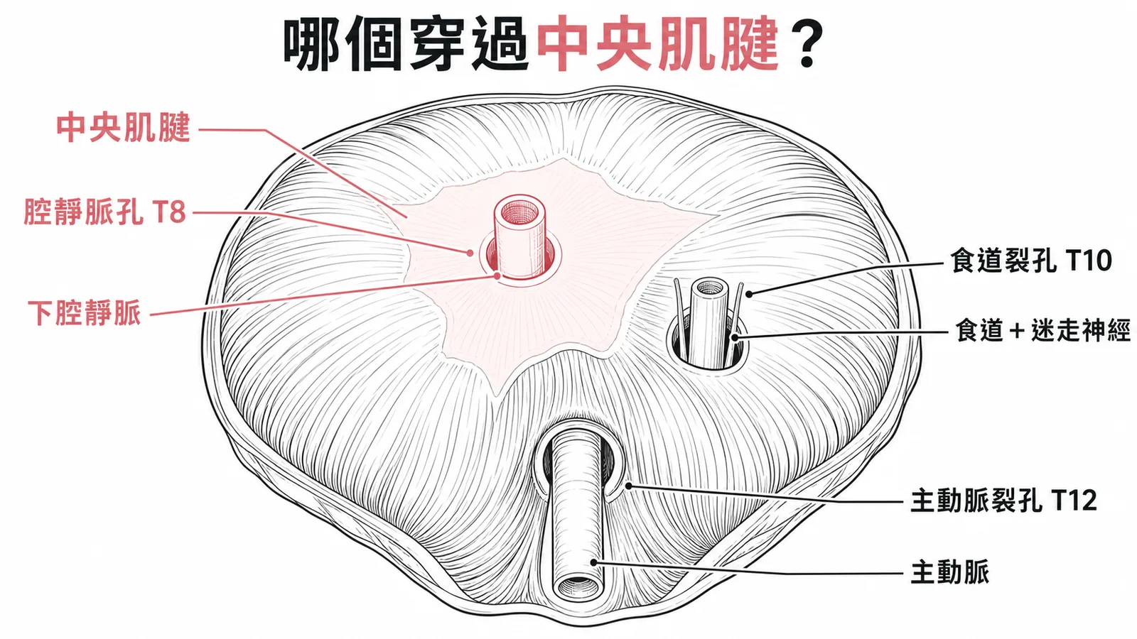 橫膈三大裂孔示意:只有下腔靜脈穿過中央肌腱(T8)
