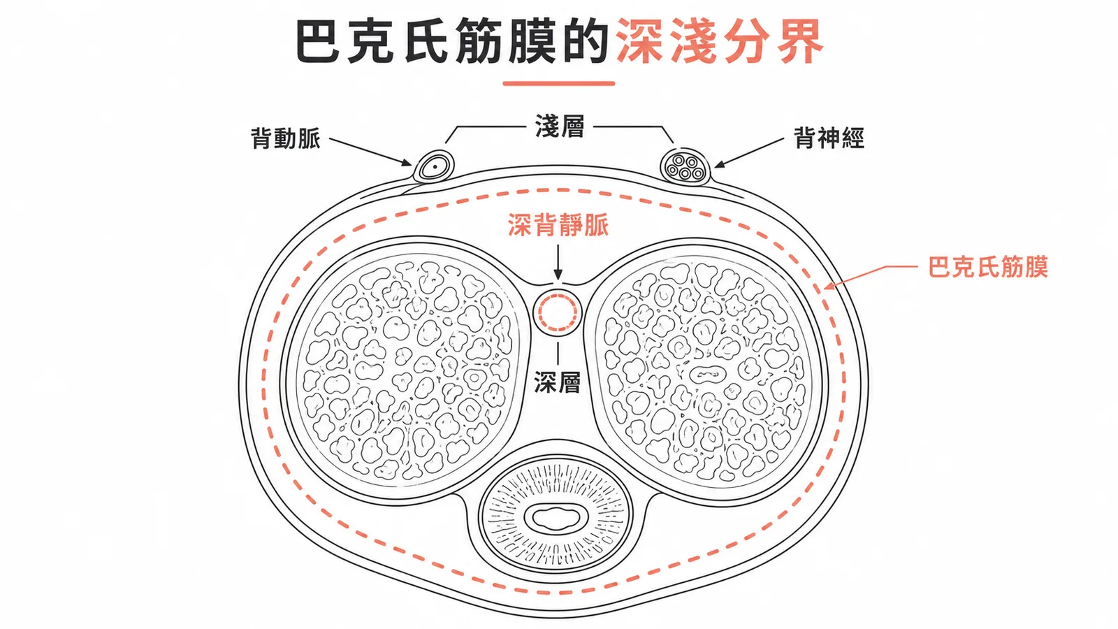 陰莖巴克氏筋膜深淺結構分層示意