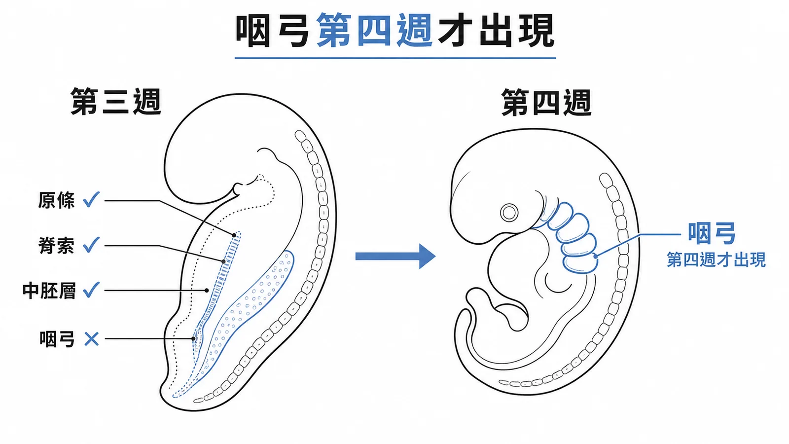 胚胎第三週已有原條脊索中胚層但咽弓第四週才出現的時間對照圖