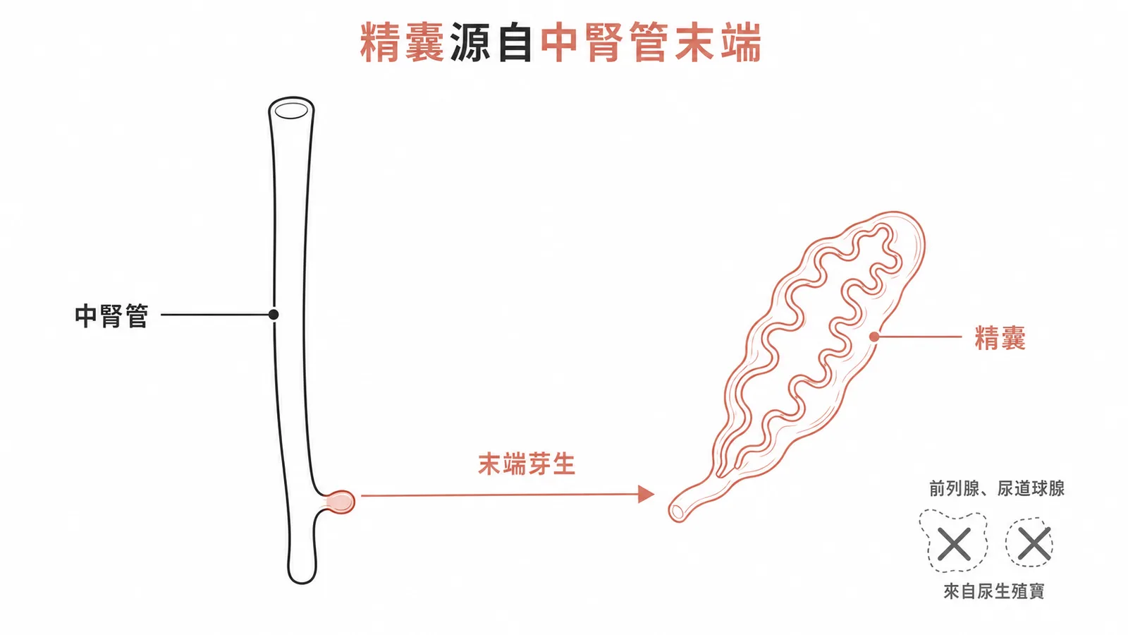 中腎管末端芽生形成精囊的發育示意圖