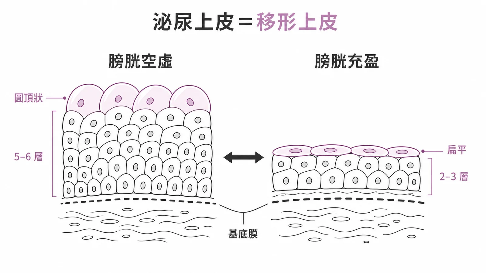 移形上皮在膀胱空虛與充盈時的細胞層數與形態變化對照圖