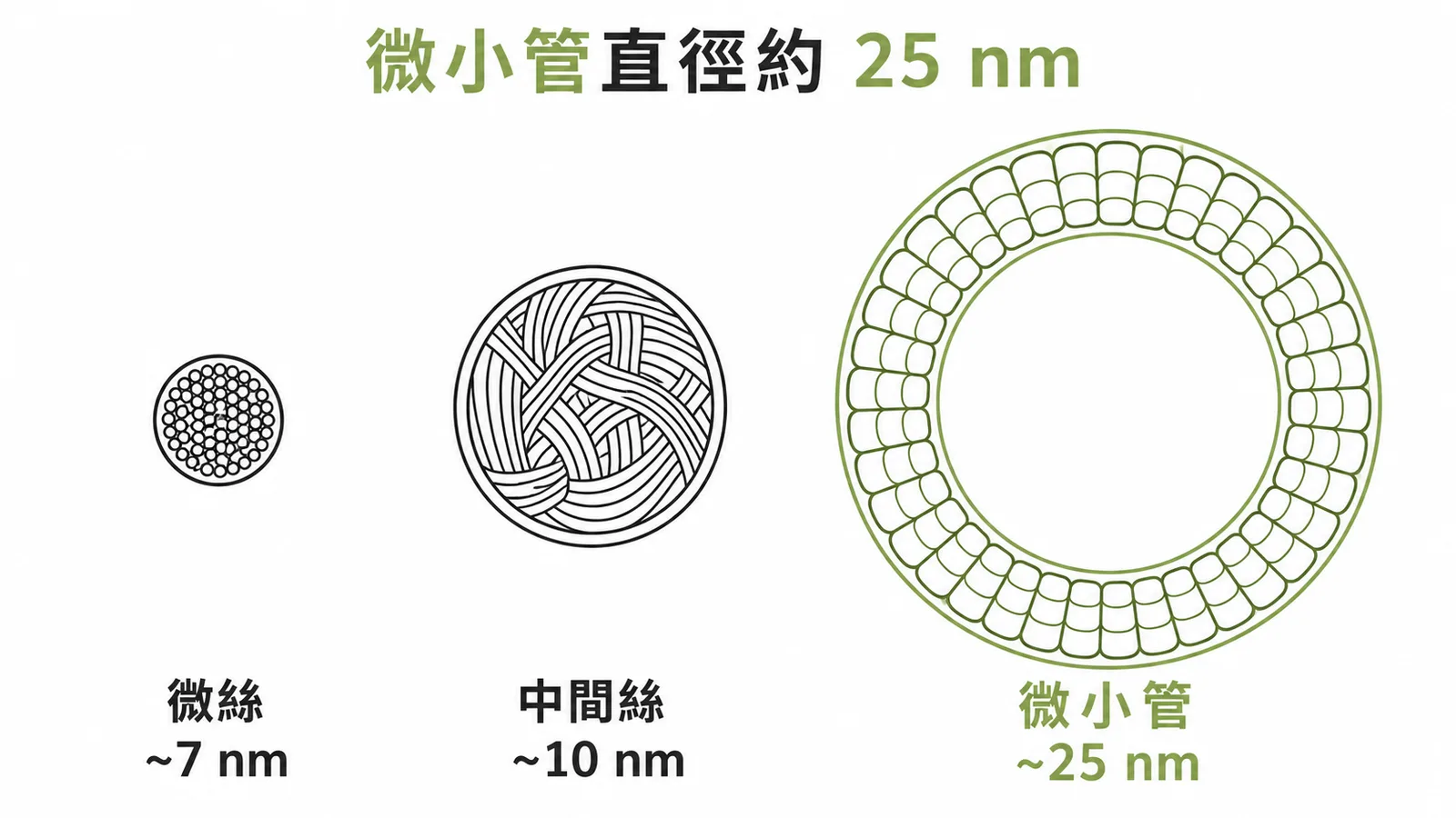 細胞骨架三種纖維橫截面直徑比較圖