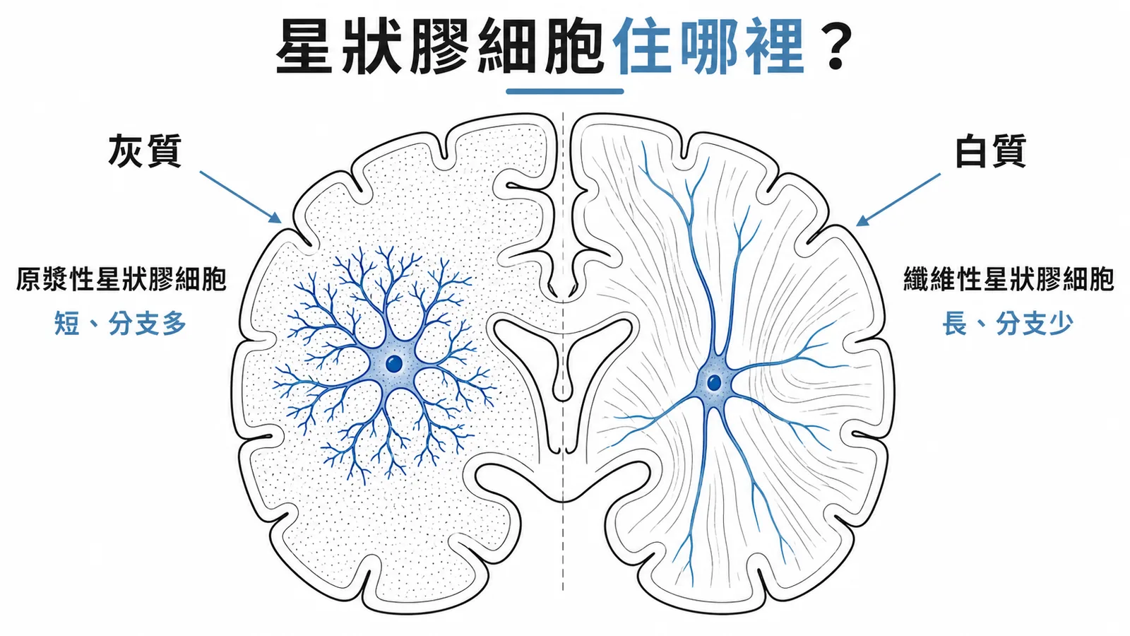 兩種星狀膠細胞分布：原漿性在灰質（突起短分支多）、纖維性在白質（突起長分支少）