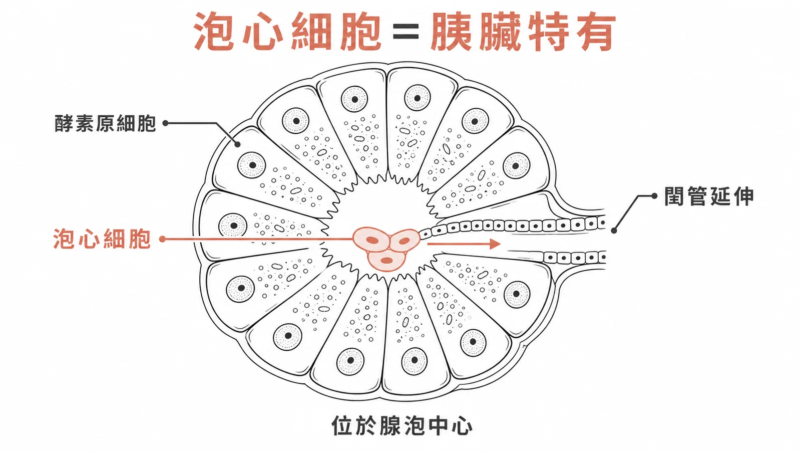 胰臟腺泡截面：泡心細胞位於腺泡中心，為閏管延伸，胰臟特有構造