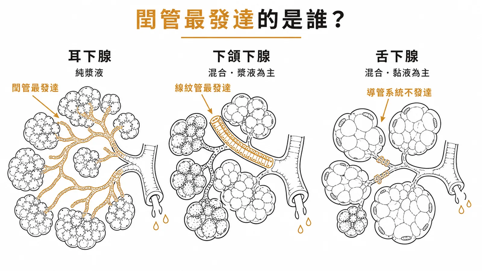 三大唾液腺對照：耳下腺純漿液閏管最發達、下頜下腺混合線紋管最發達、舌下腺混合導管不發達