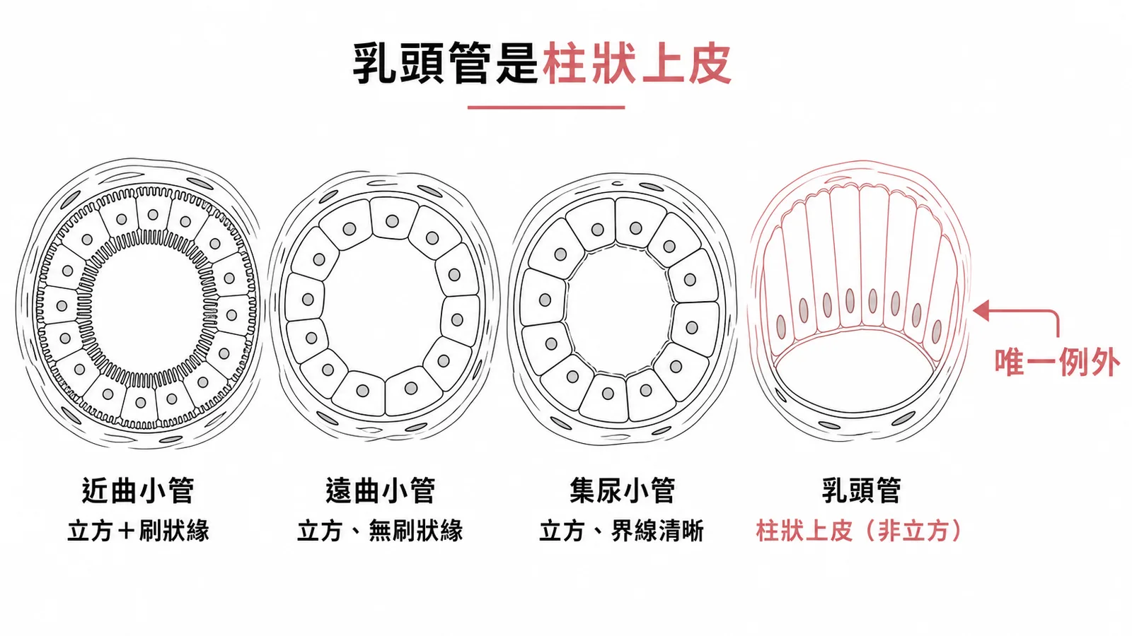 腎小管四段上皮對照：近曲小管立方有刷狀緣、遠曲小管立方無刷狀緣、集尿小管立方、乳頭管柱狀上皮為唯一例外