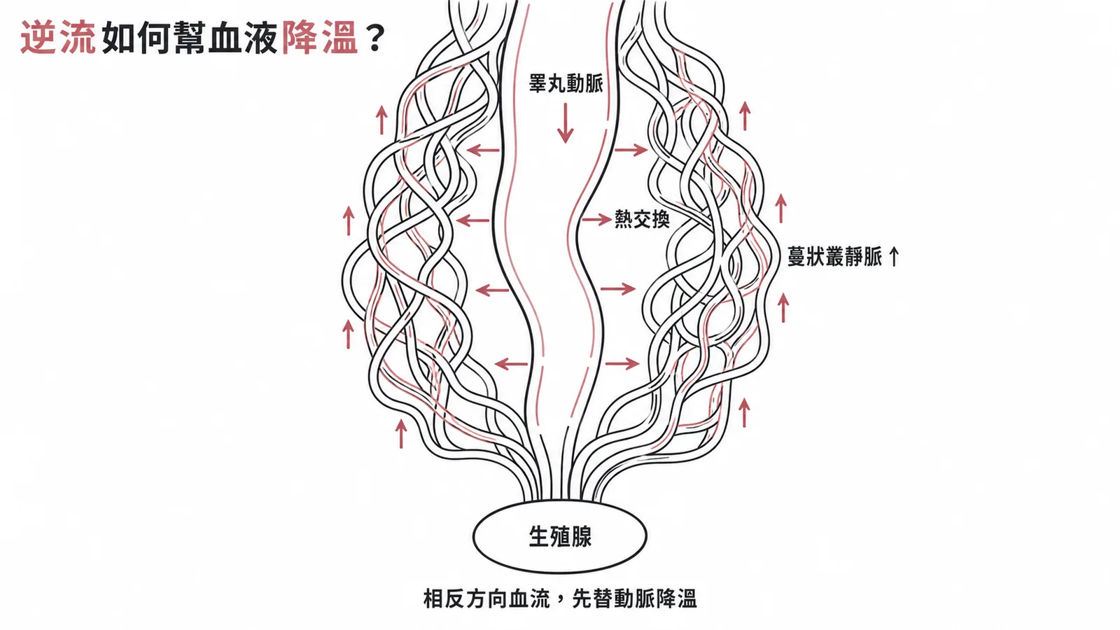 蔓狀叢逆流熱交換：睪丸動脈向下與靜脈網向上反向血流，幫動脈降溫維持生精溫度