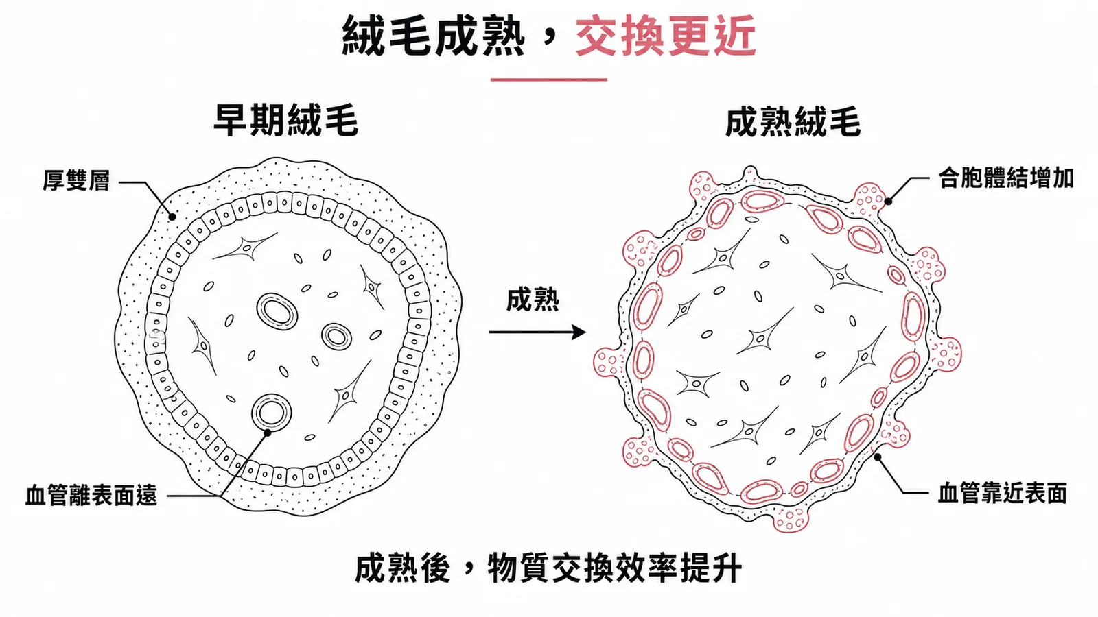胎盤絨毛成熟對比:早期厚雙層血管遠→成熟絨毛合胞體結增加、血管靠近表面提升交換效率