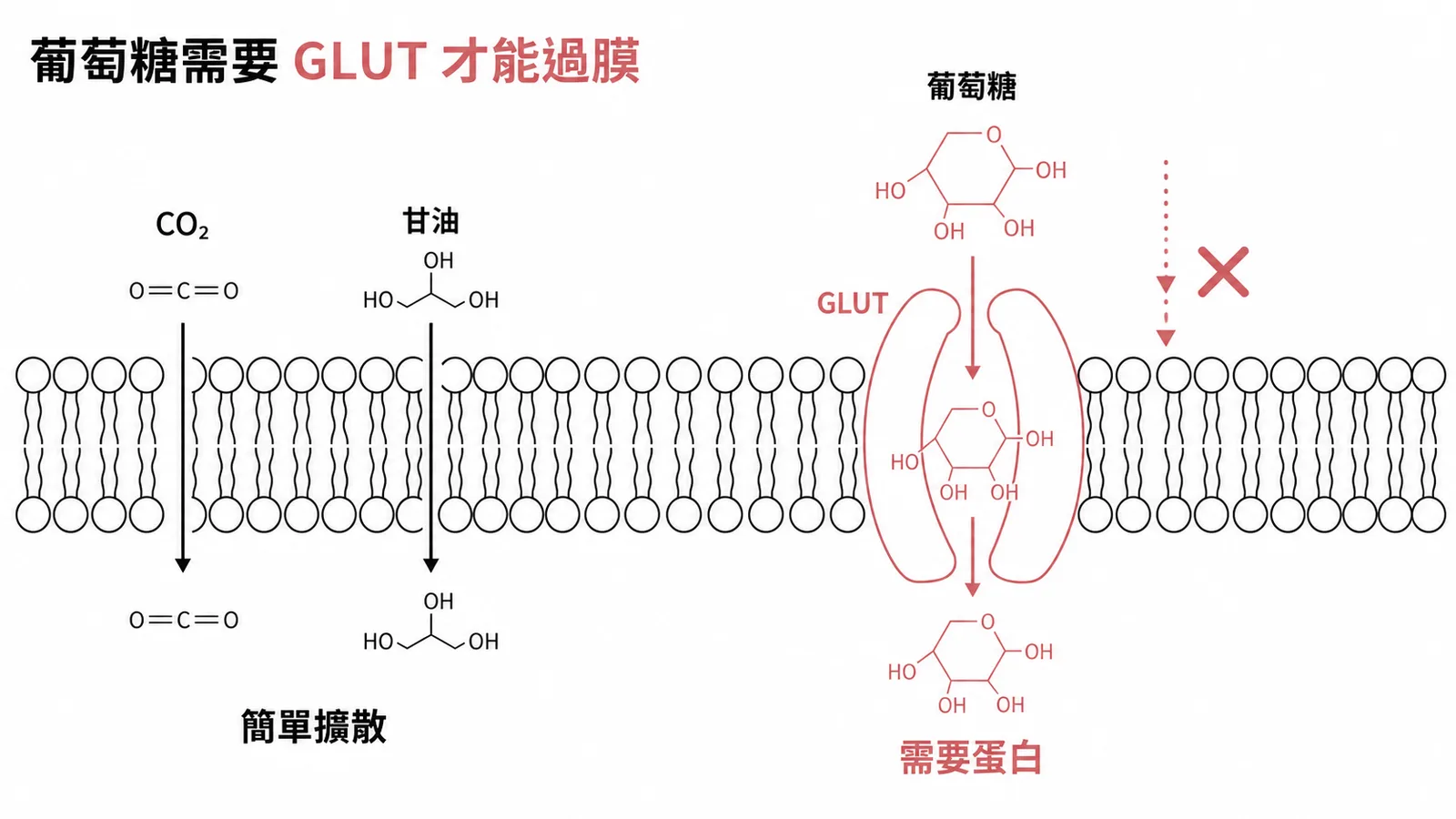 細胞膜跨膜運輸：CO₂甘油可簡單擴散，葡萄糖需GLUT蛋白才能過膜
