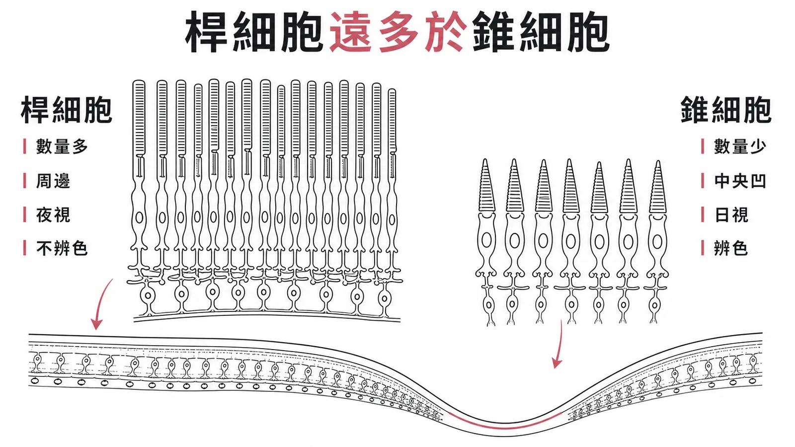 桿細胞vs錐細胞對照：桿細胞數量多分布周邊負責夜視，錐細胞數量少集中中央凹負責日視辨色