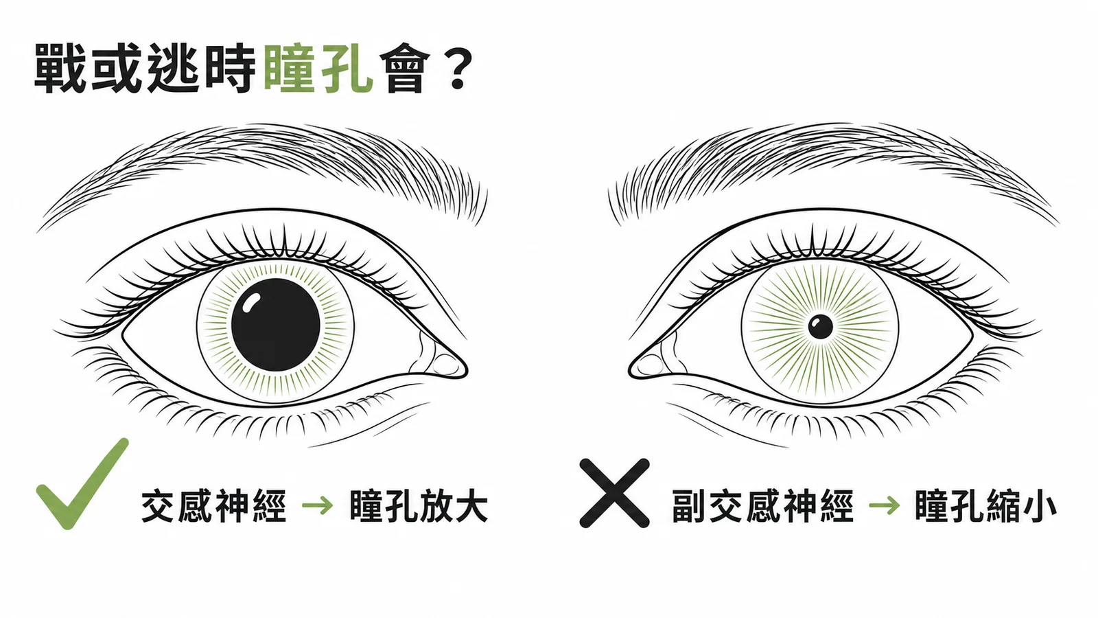 交感神經瞳孔放大與副交感瞳孔縮小對照圖