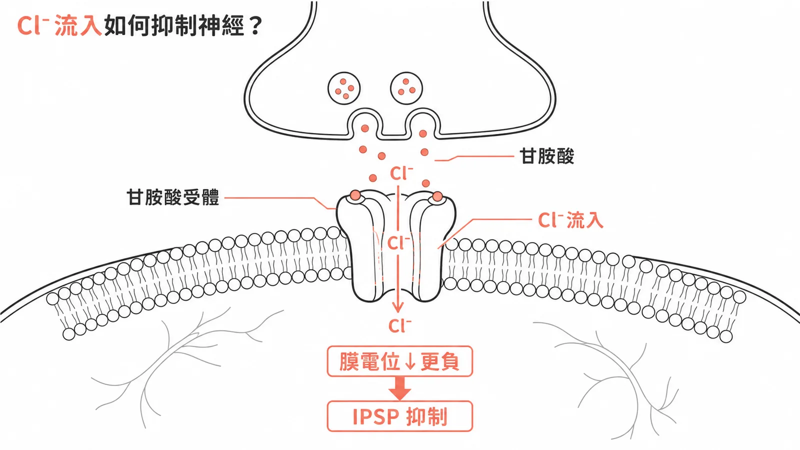 甘胺酸受體開啟使氯離子流入產生IPSP抑制圖