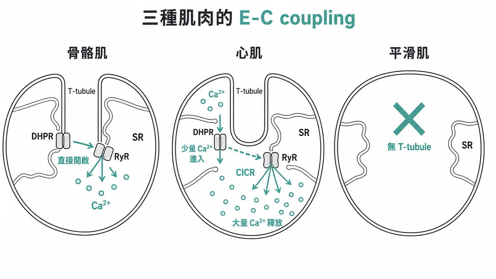 骨骼肌心肌平滑肌三種E-C coupling差異對照圖