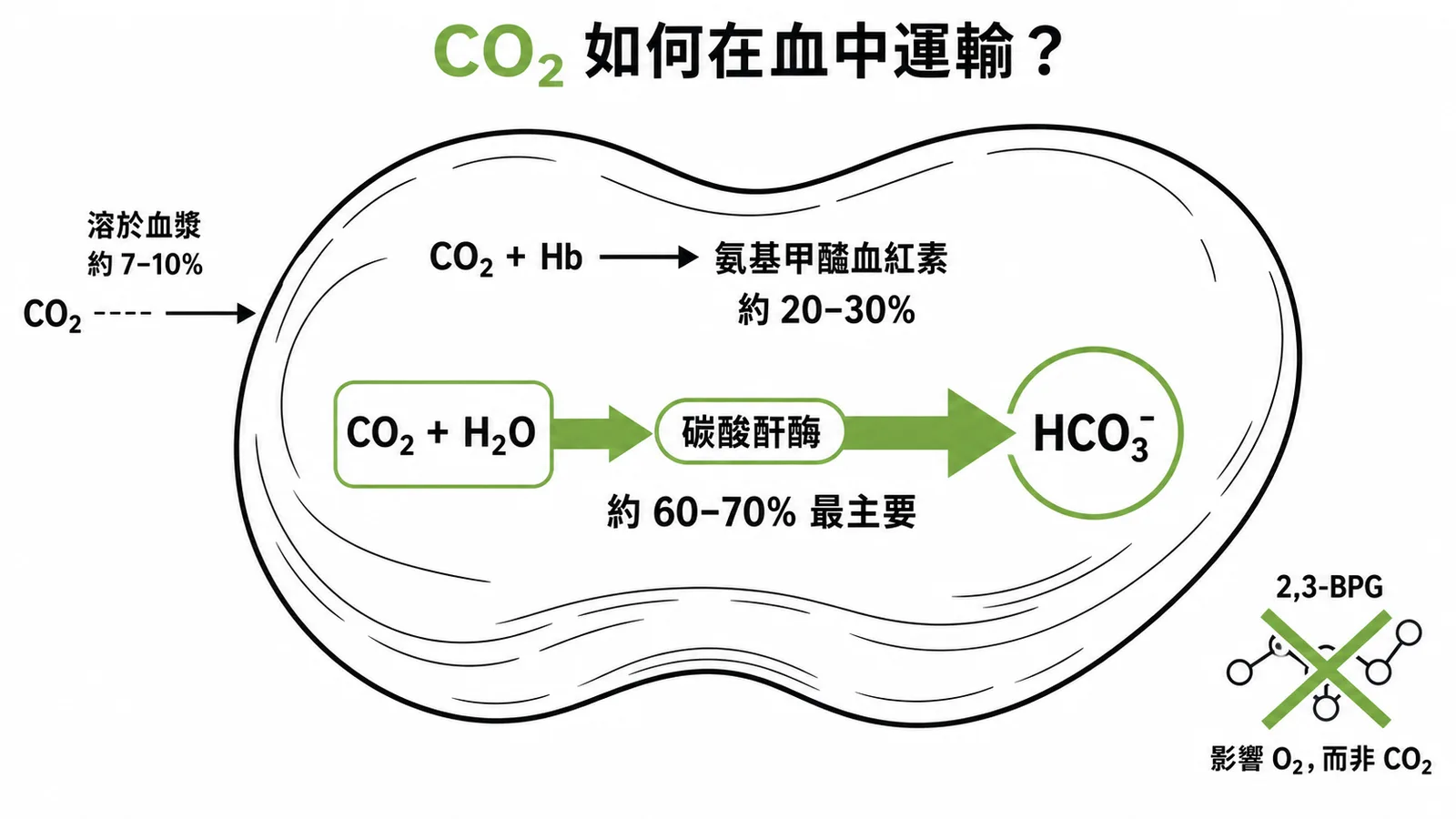 CO2在血液中三種運輸方式及2,3-BPG無關示意圖