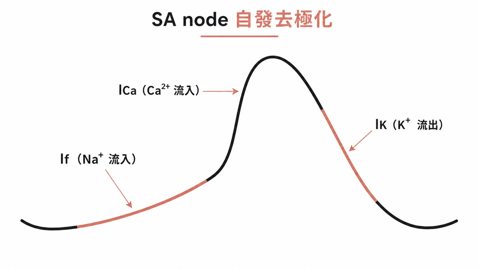 SA node pacemaker potential三種離子電流示意圖