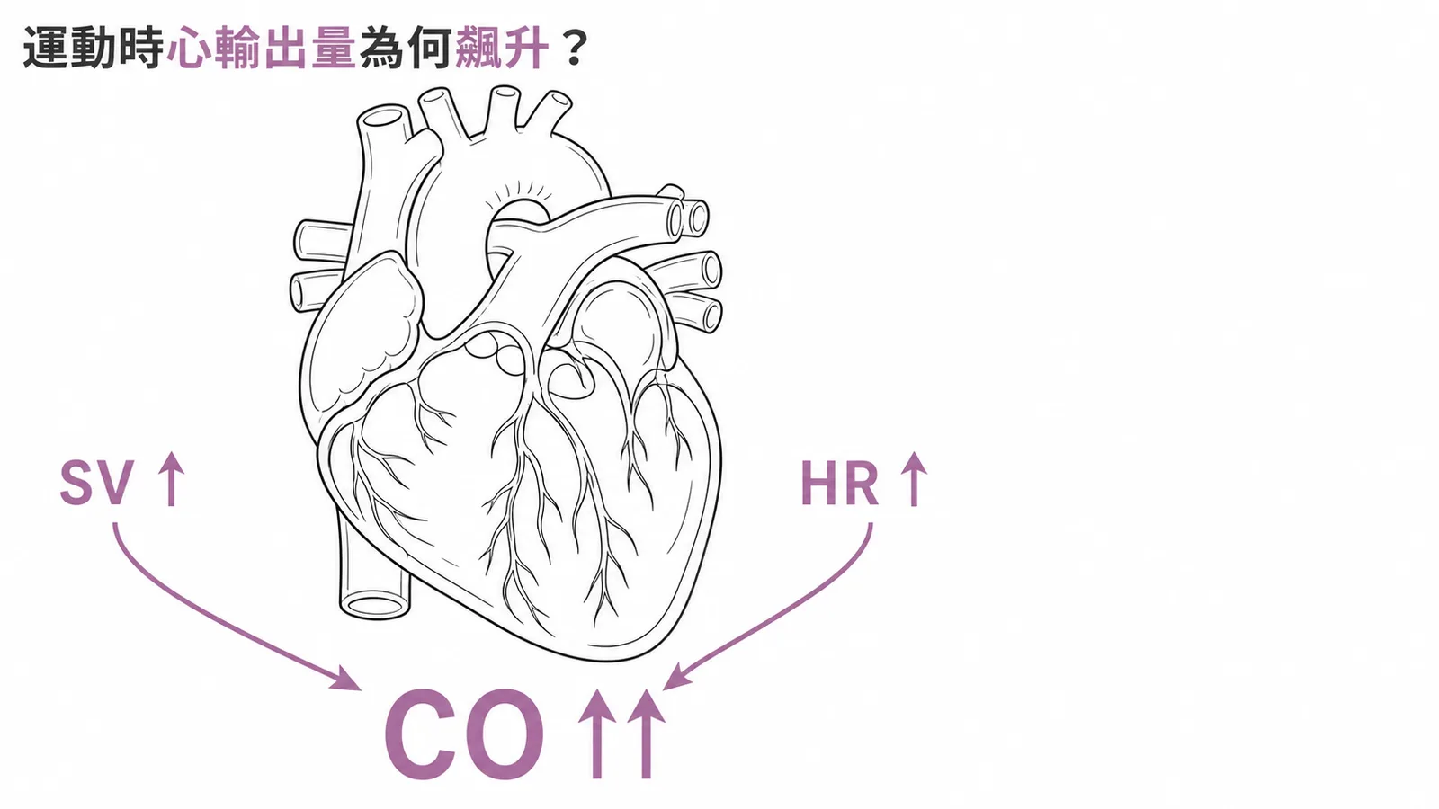 運動時心輸出量因心搏量與心率同時上升而飆升