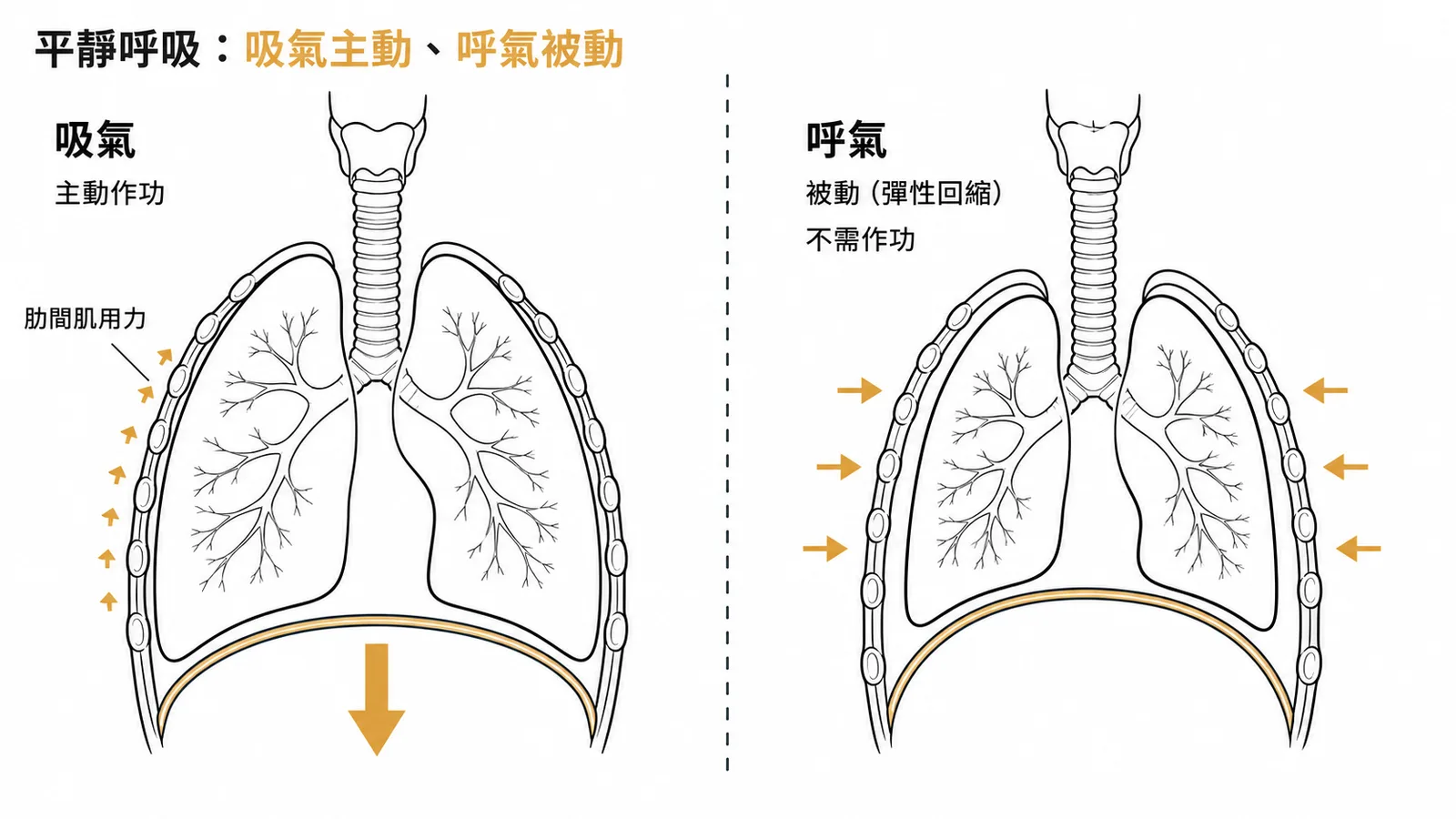 平靜呼吸時吸氣為主動作功而呼氣靠彈性回縮不需作功