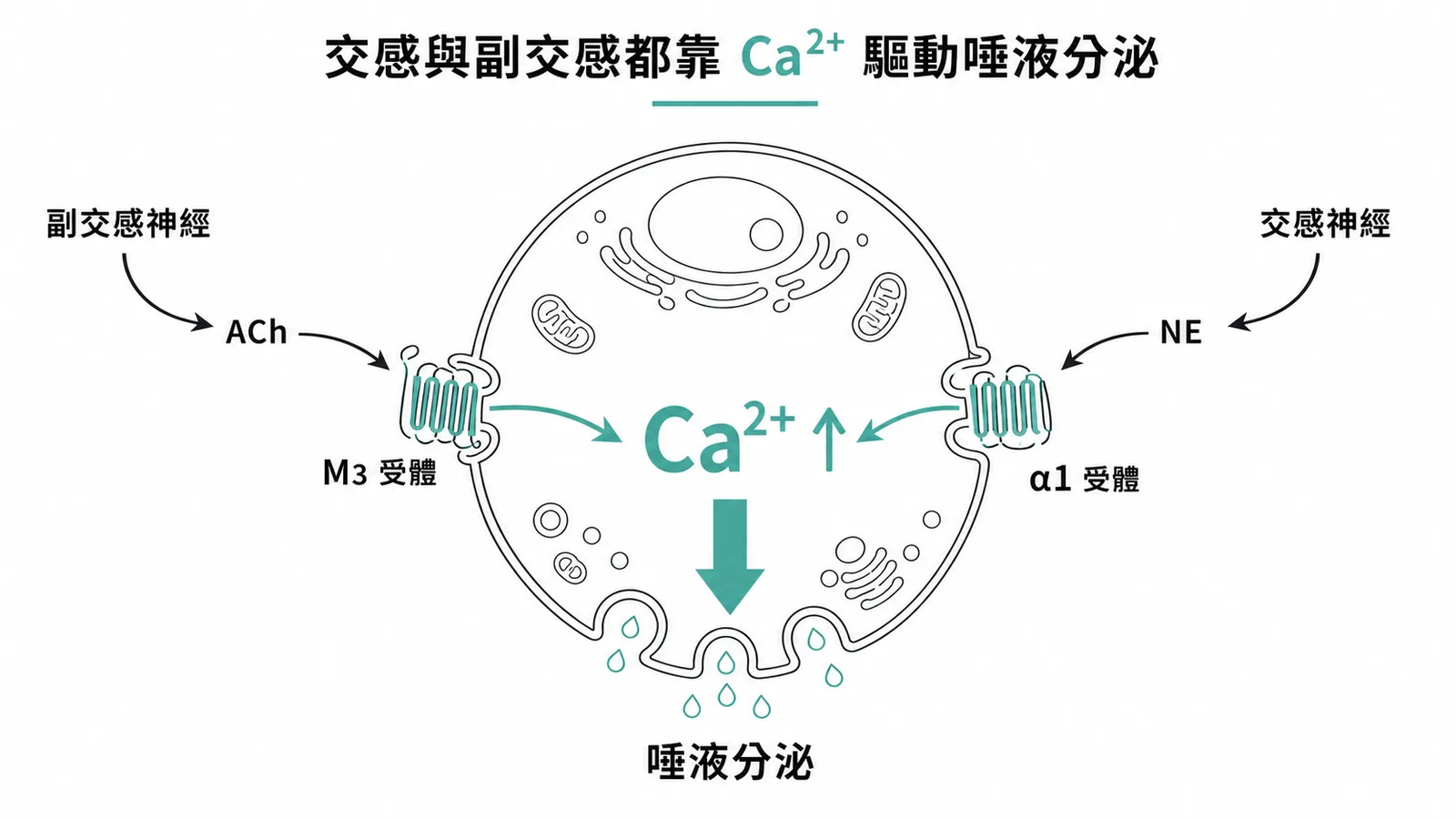 副交感與交感神經皆透過細胞內鈣離子升高驅動唾液分泌