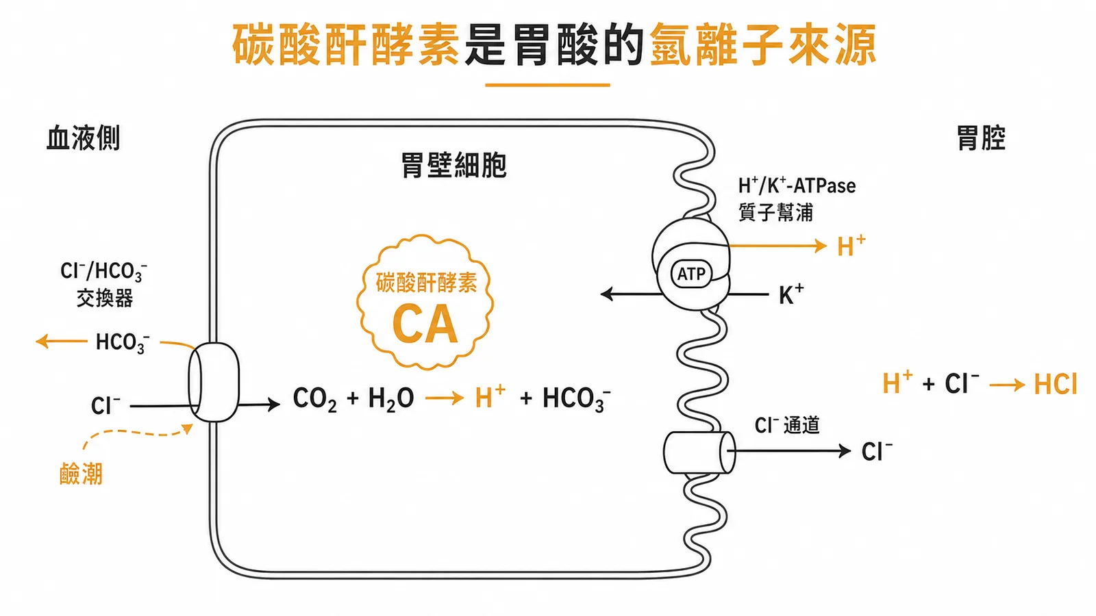 胃壁細胞內碳酸酐酵素催化產生氫離子經質子幫浦泵入胃腔形成胃酸