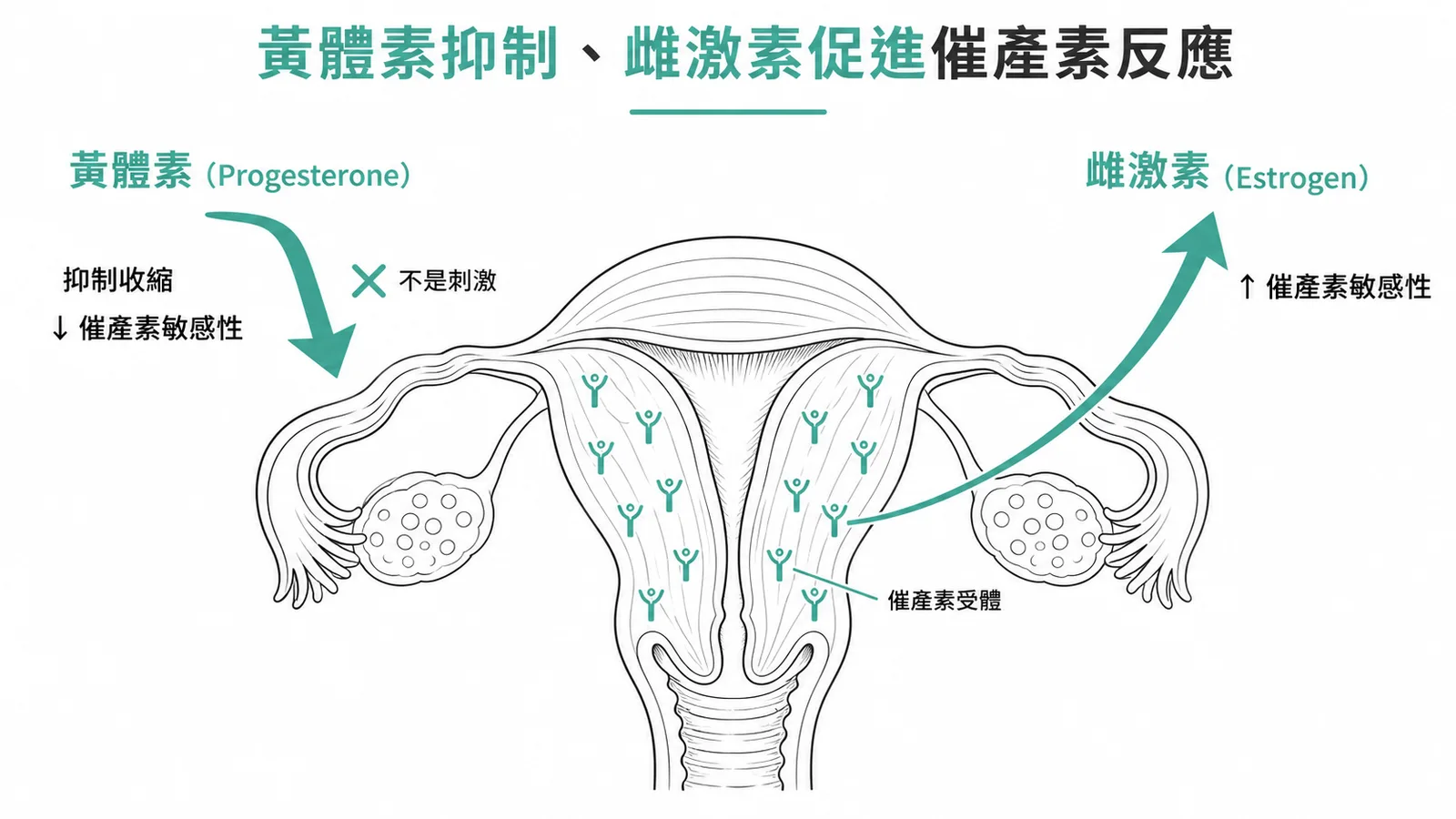 黃體素抑制而雌激素促進子宮對催產素的敏感性