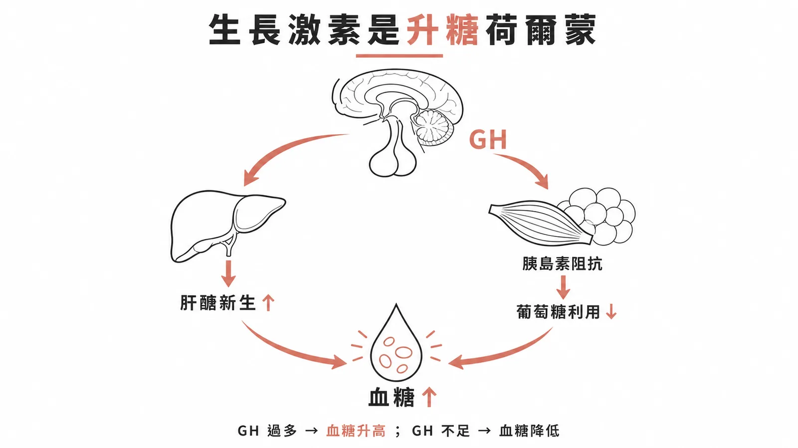 生長激素透過促進肝醣新生與胰島素阻抗發揮升糖作用