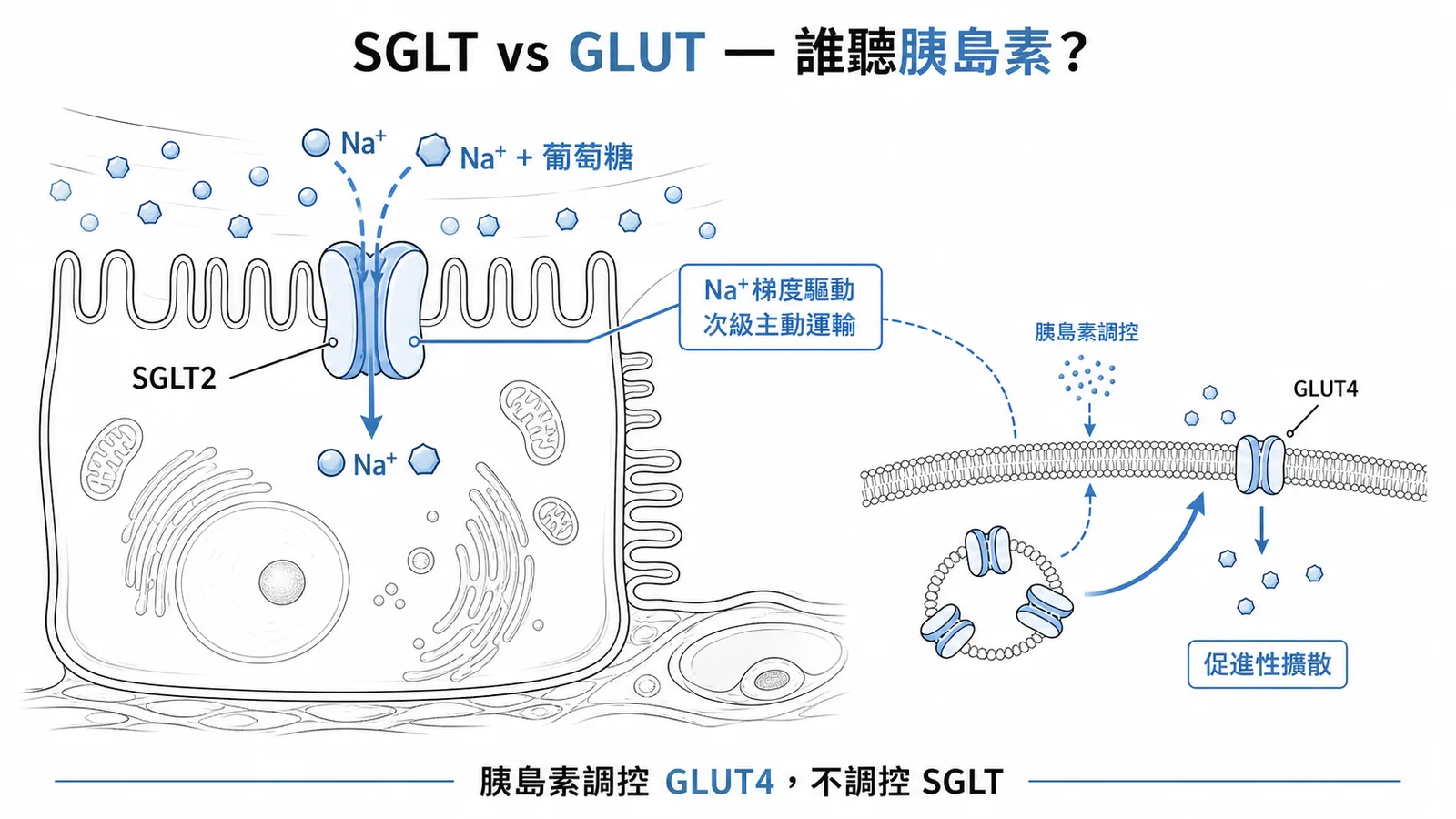 SGLT與GLUT的運輸機制對比：SGLT靠鈉離子梯度驅動次級主動運輸，GLUT4由胰島素調控促進性擴散