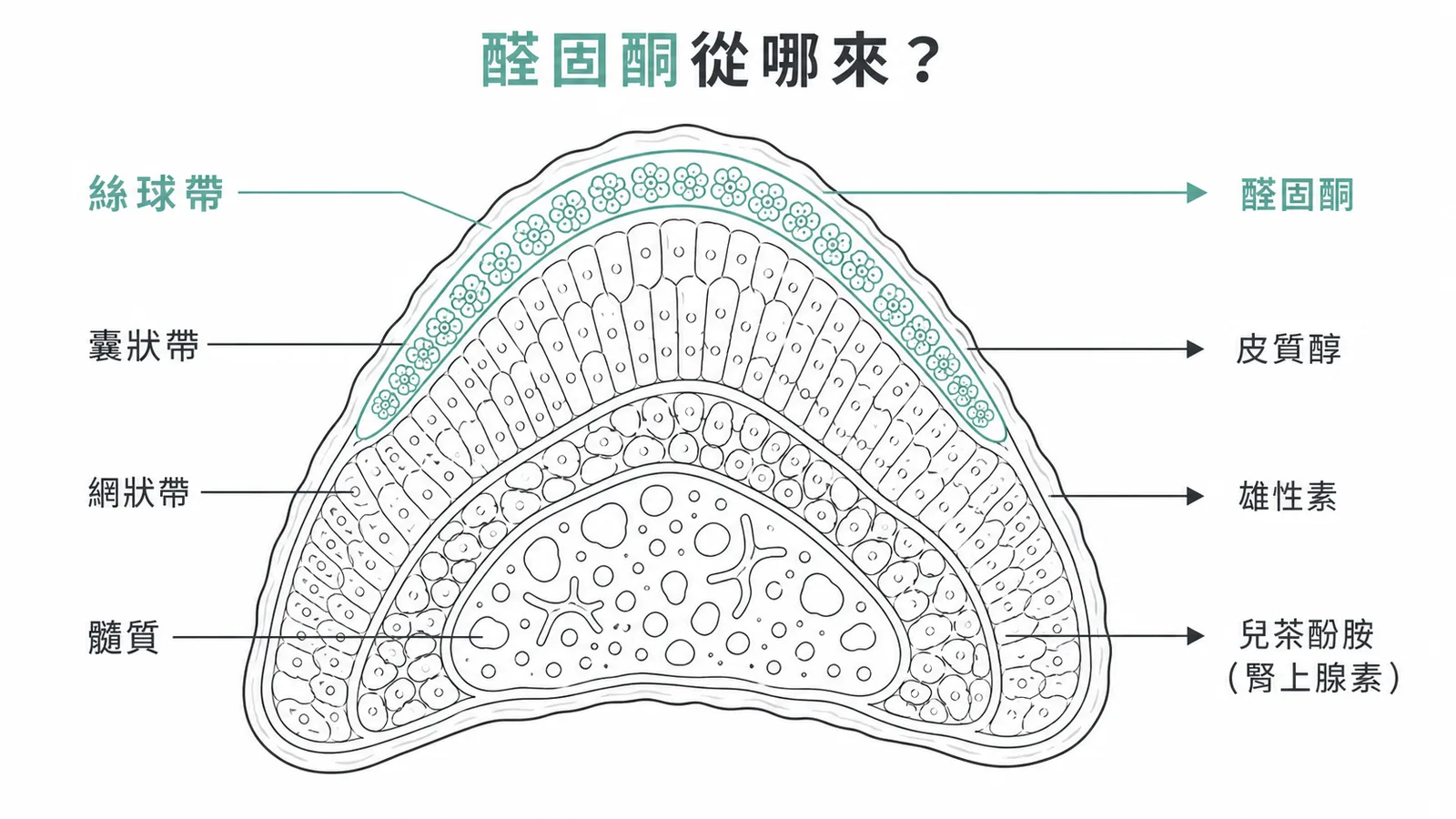 腎上腺剖面圖：絲球帶分泌醛固酮、囊狀帶分泌皮質醇、網狀帶分泌雄性素、髓質分泌兒茶酚胺