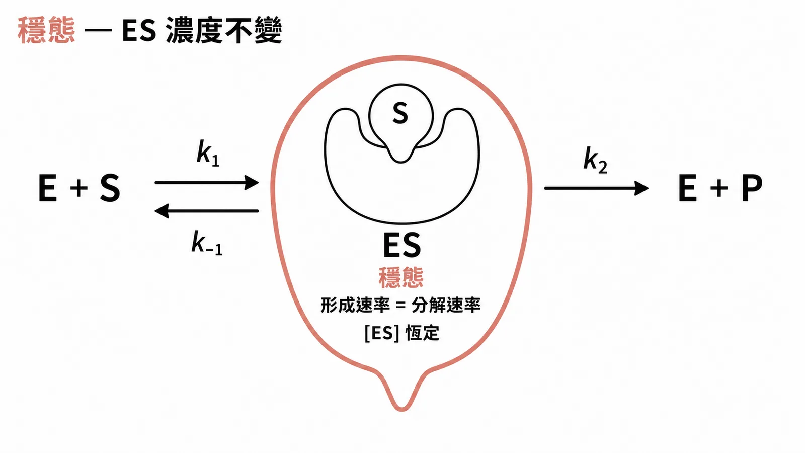 酵素穩態示意圖：ES複合體的形成速率等於分解速率，濃度保持恆定