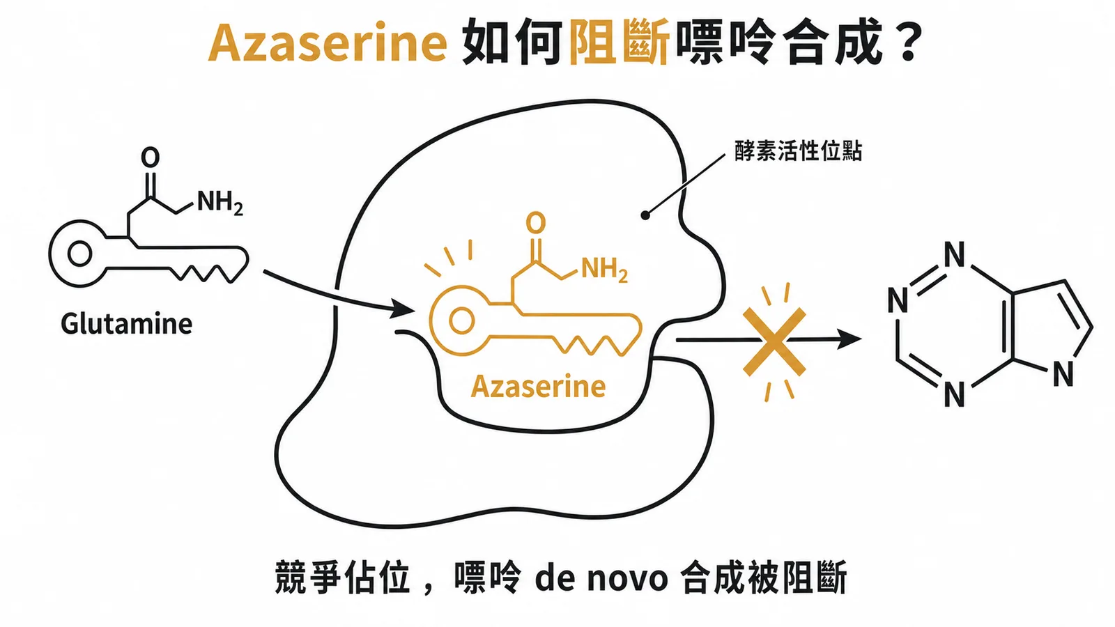 Azaserine 競爭佔位阻斷嘌呤 de novo 合成示意圖