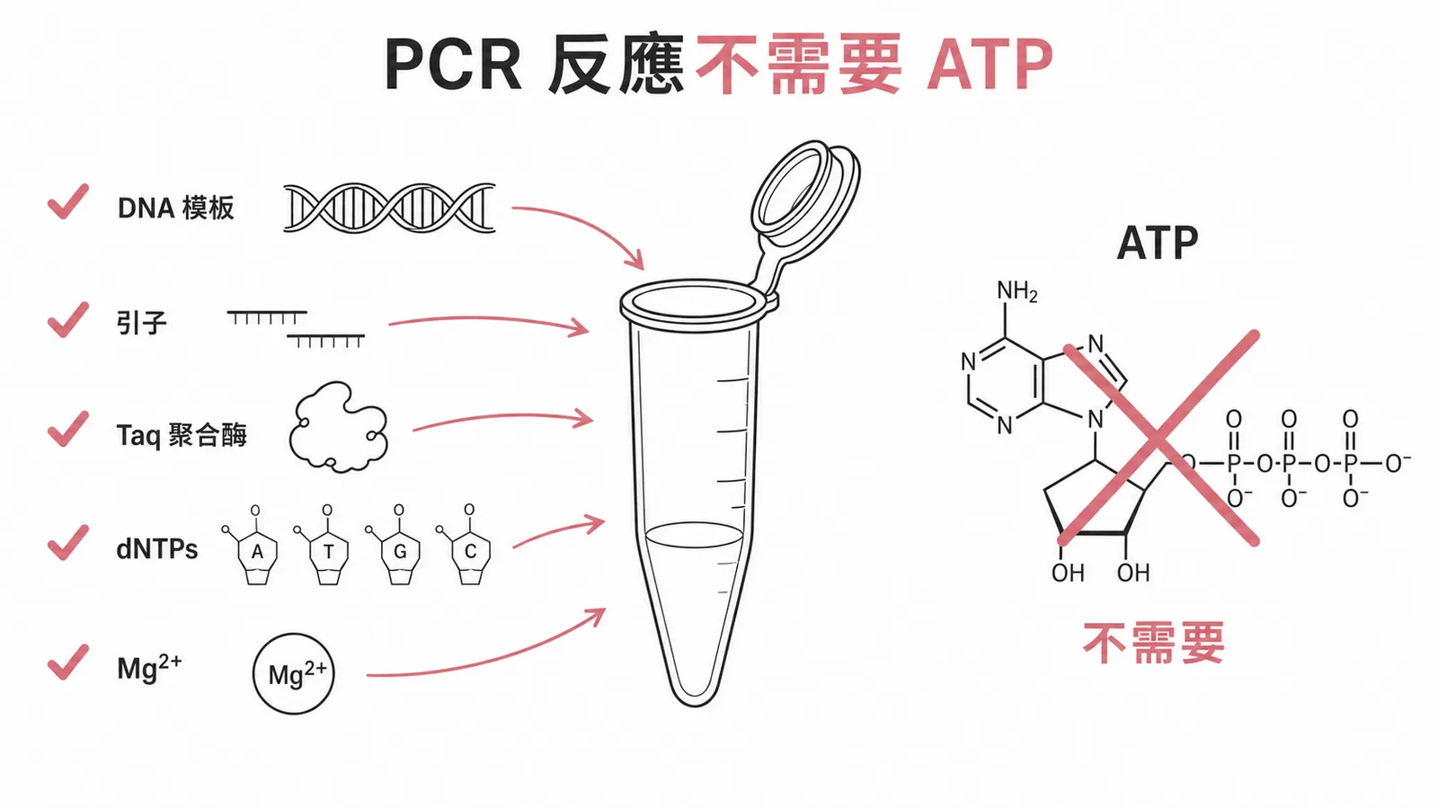 PCR 反應必要成分與不需要 ATP 示意圖