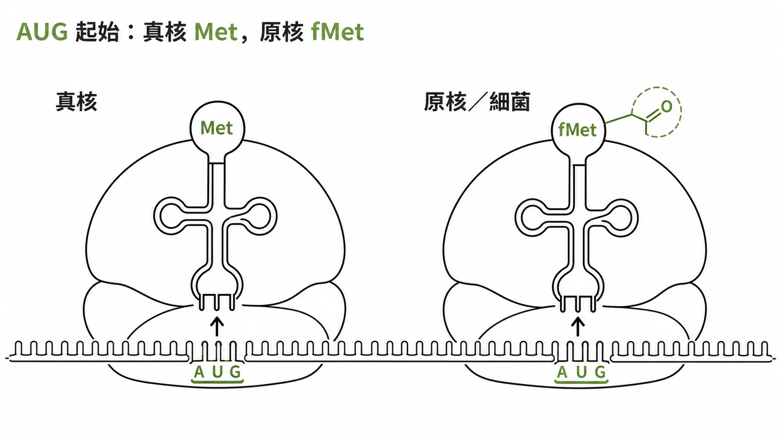 AUG 起始密碼子真核 Met 與原核 fMet 對比圖
