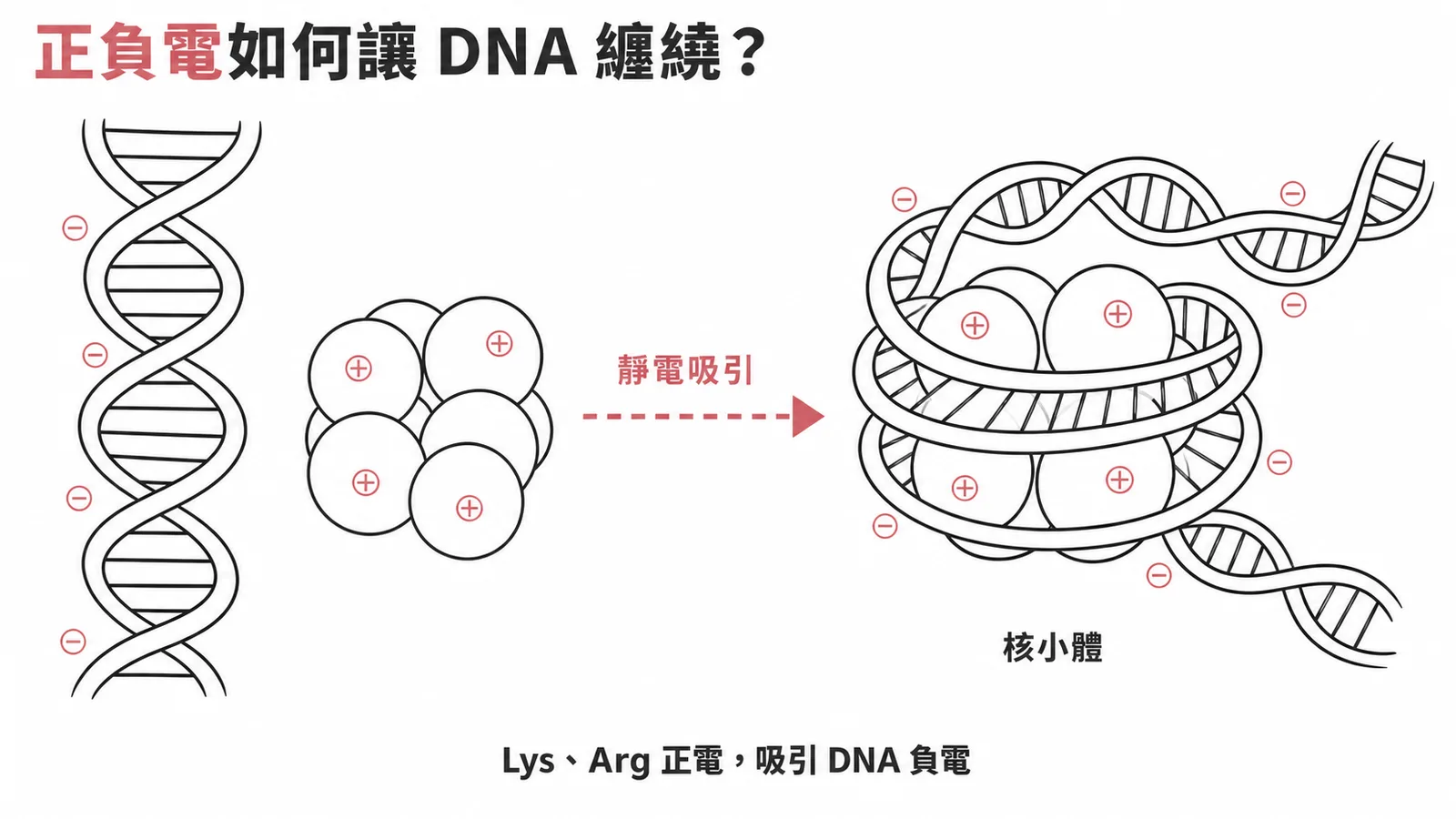 組織蛋白 Lys Arg 正電荷與 DNA 負電靜電吸引形成核小體