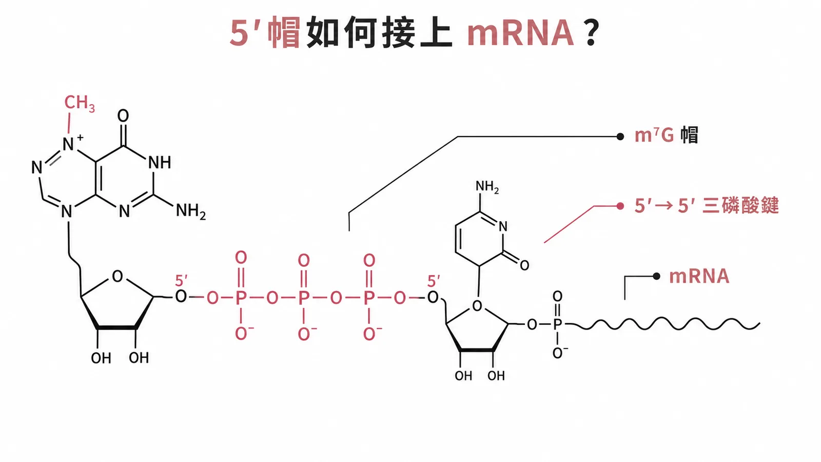 mRNA 5 prime 帽 m7G 透過 5-to-5 三磷酸鍵連接示意圖