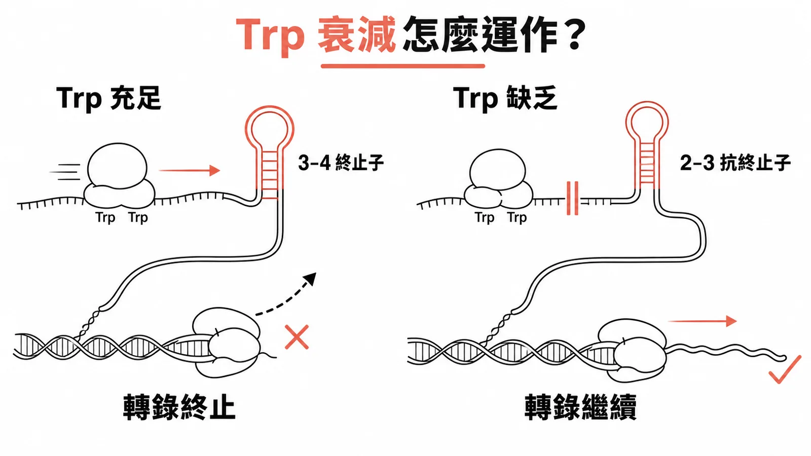 trp operon 衰減作用：Trp 充足終止 vs 缺乏繼續轉錄