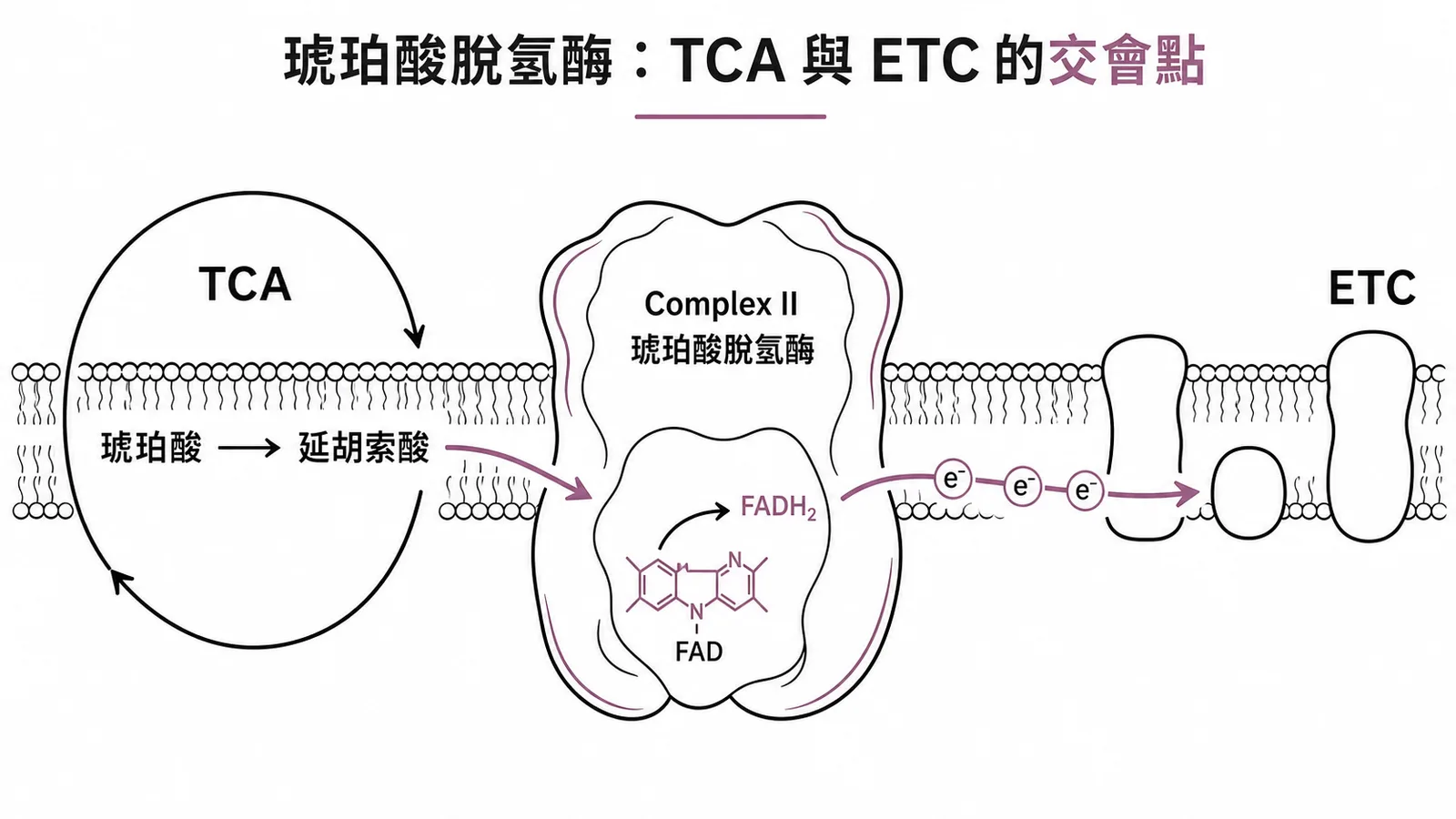 琥珀酸脫氫酶同時身兼 TCA cycle 與 ETC Complex II 示意圖