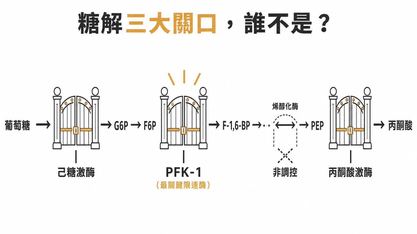 糖解作用三大調控關口與非調控酶 enolase 的對比流程圖