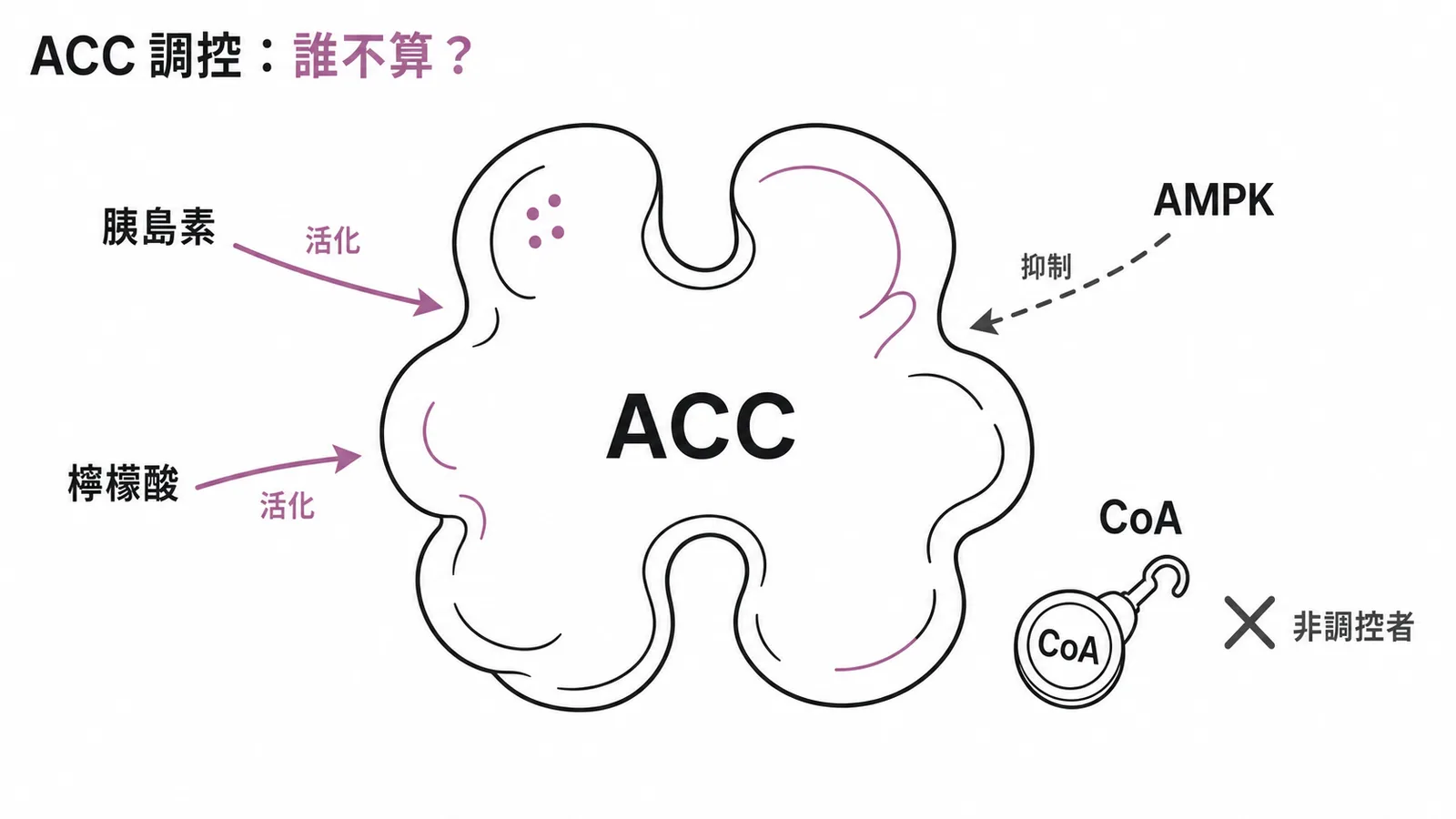 ACC 三類調控因子與非調控者 CoA 的對比圖