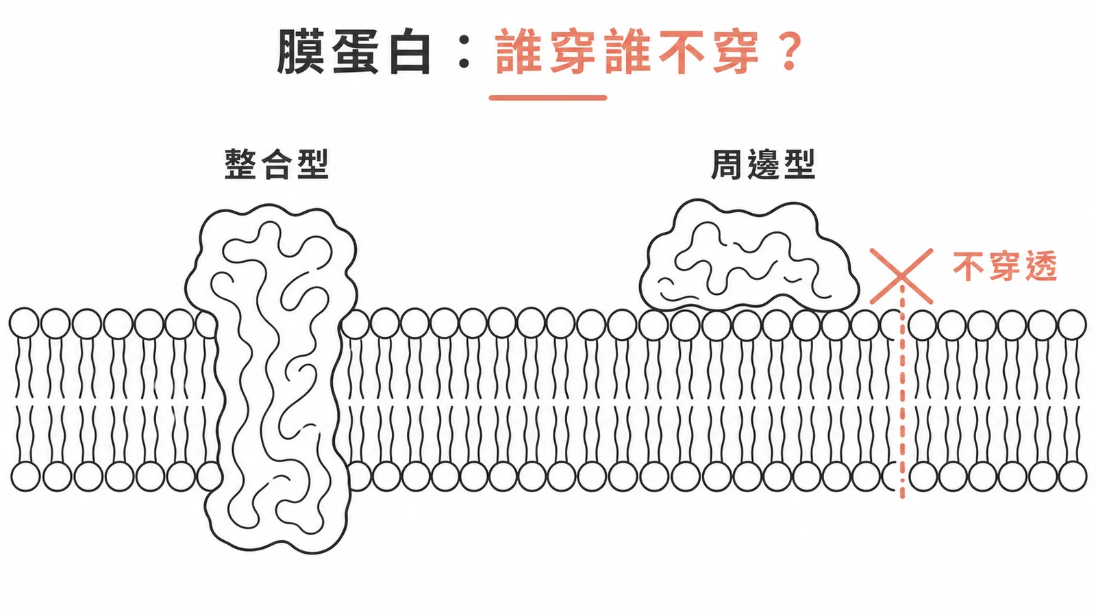 整合型膜蛋白穿透脂雙層而周邊型只附著表面的對比圖