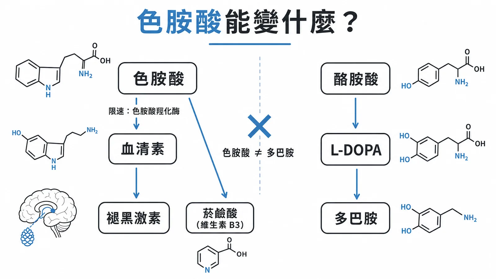 色胺酸代謝產物與多巴胺來源的對比圖
