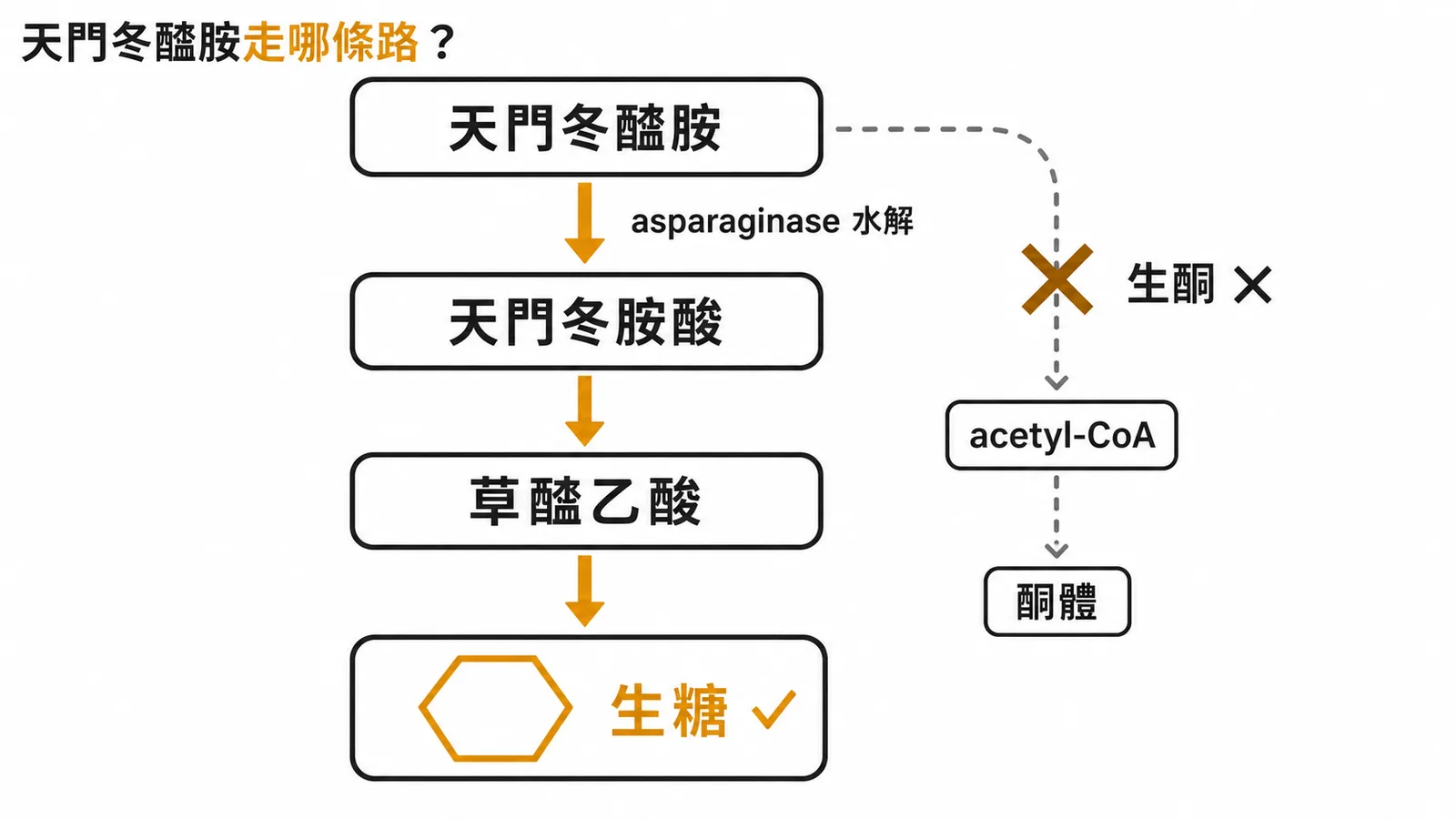 天門冬醯胺生糖性代謝路徑與生酮性路徑對比圖