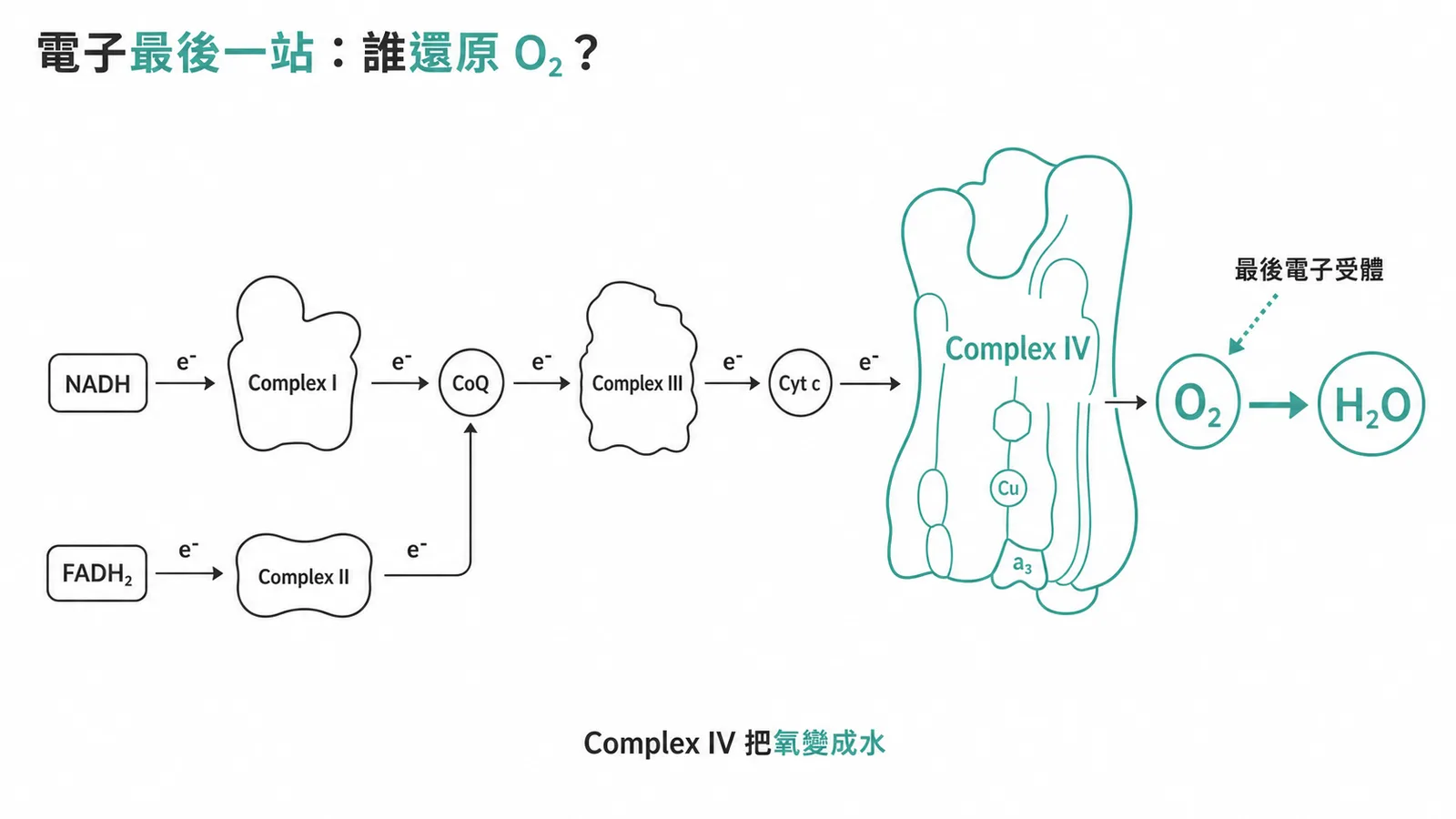 電子傳遞鏈流程圖：Complex IV 將氧還原成水