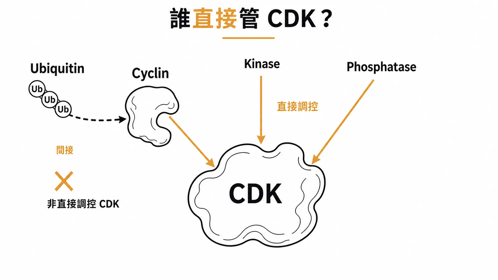 CDK 三種直接調控因子與 ubiquitin 間接影響的對比圖