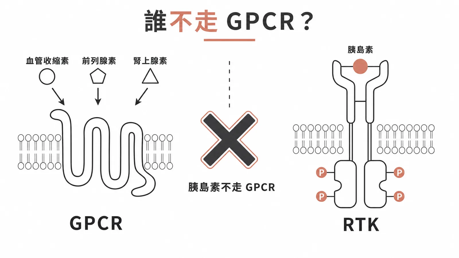 GPCR 配體與胰島素走 RTK 的對比圖