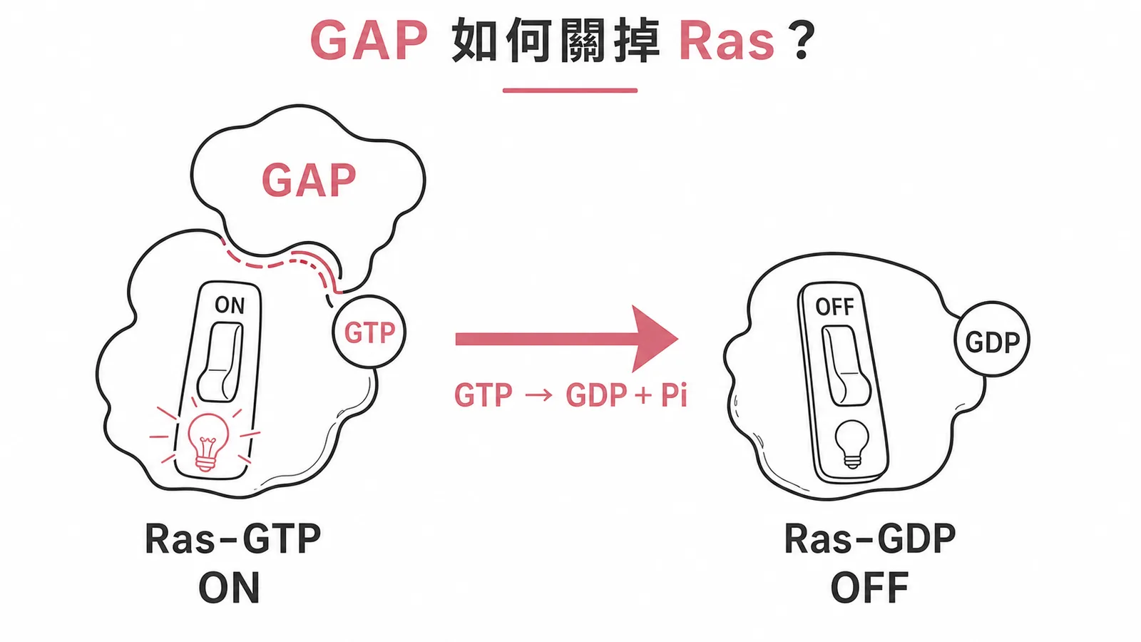 GAP 結合 Ras-GTP 加速水解關閉訊號的示意圖