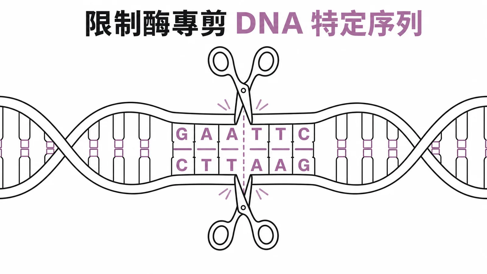限制酶在DNA特定序列GAATTC位點剪斷雙股螺旋