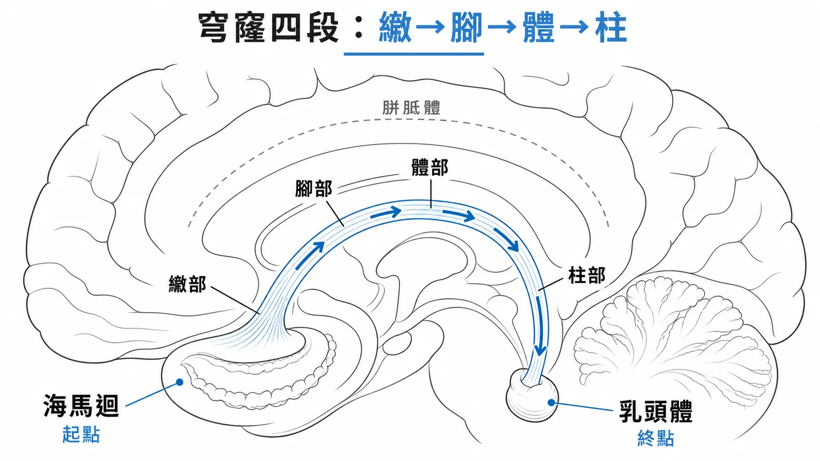 穹窿從海馬迴到乳頭體依序為繖部、腳部、體部、柱部