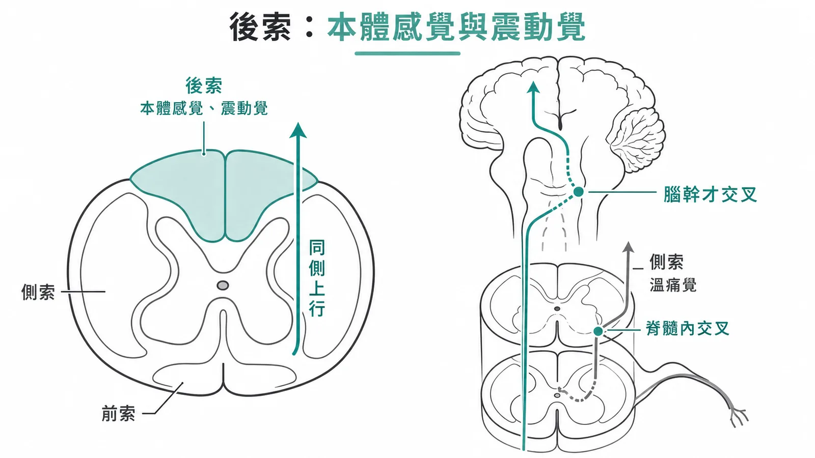 後索傳導本體感覺與震動覺,同側上行至腦幹才交叉