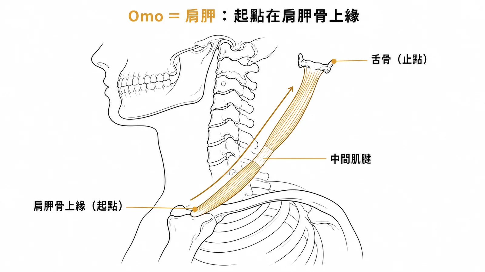 肩胛舌骨肌從肩胛骨上緣經中間肌腱止於舌骨